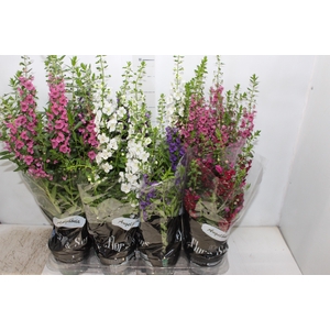 ANGELONIA P14 VARIADO