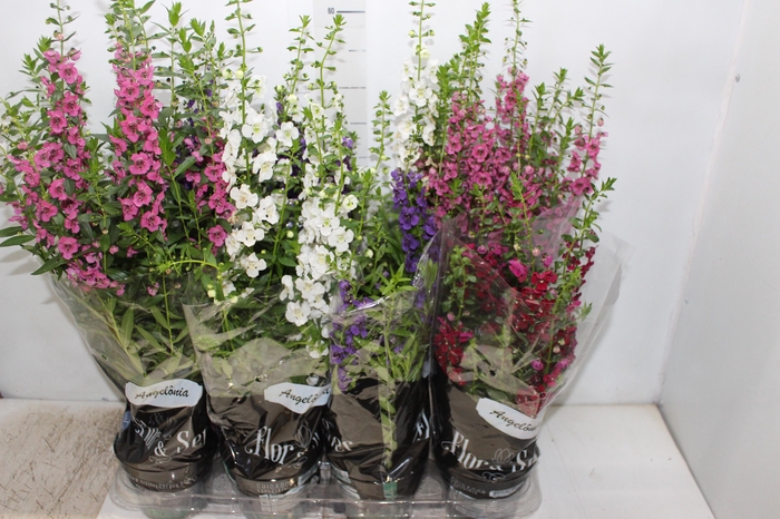 <h4>ANGELONIA P14 VARIADO</h4>