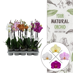 Your Natural Orchid | Mix 50cm | Phalaenopsis 2 spike