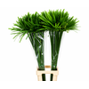 Cyperus Papyrus