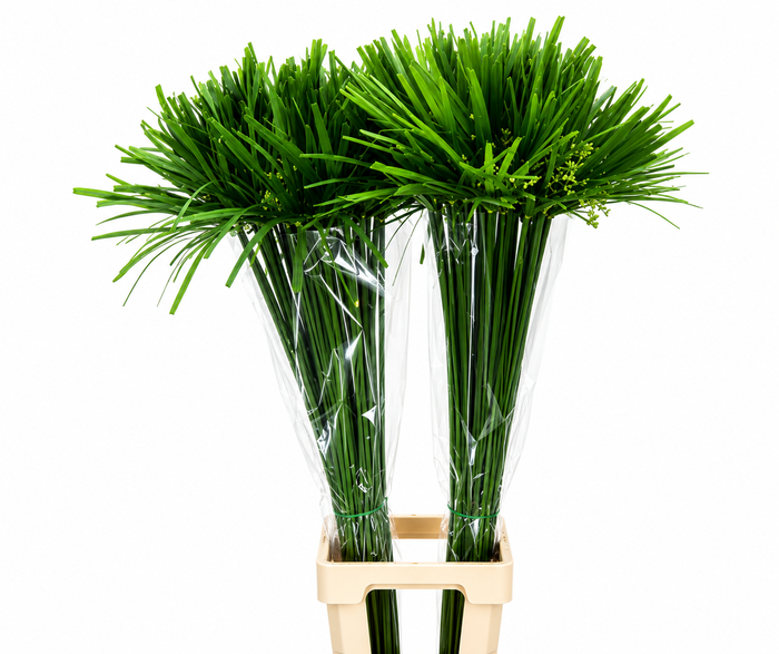 <h4>Cyperus Papyrus</h4>