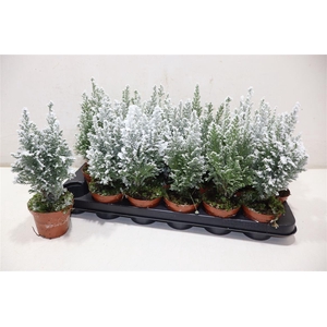 Cham L Ellwoodii + Snow