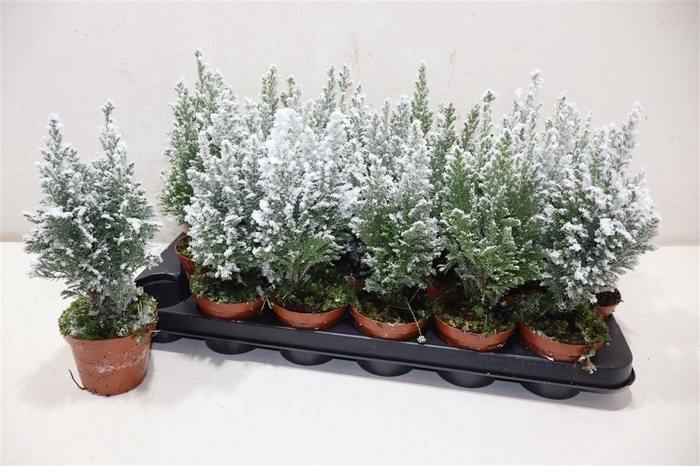 <h4>Cham L Ellwoodii + Snow</h4>