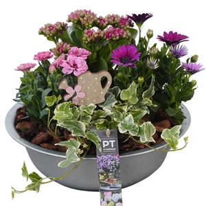 PTPP6856 Arrangement Patio in metalen schaal