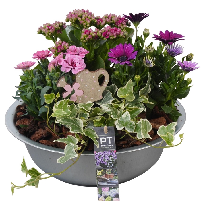 <h4>PTPP6856 Arrangement Patio in metalen schaal</h4>