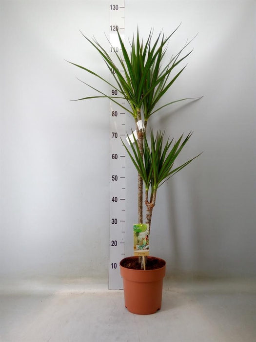 <h4>Dracaena marg.</h4>