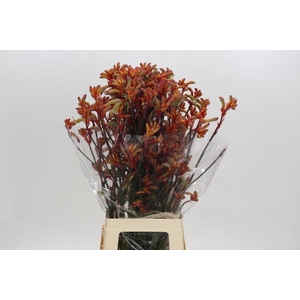 Anigozanthos Rampaging Roy Slaven