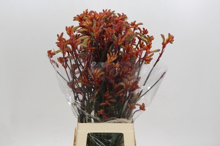 <h4>Anigozanthos Rampaging Roy Slaven</h4>