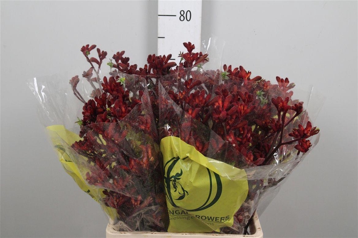 <h4>Anigoz Early Spring</h4>