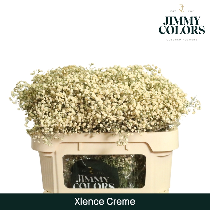 <h4>Gyps Xlence l70 Creme</h4>