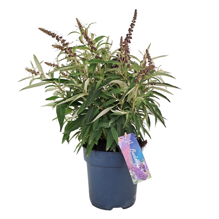 Buddleja Butterfly Candy Little Pur