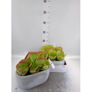 Kalanchoe NF thyrsiflora