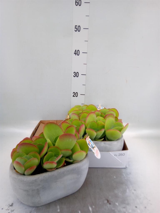 <h4>Kalanchoe NF thyrsiflora</h4>