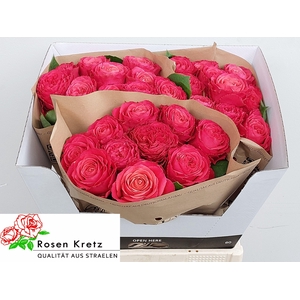 R GR WINDSOR CHARME+