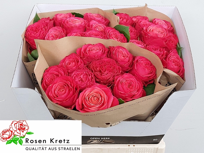 <h4>R GR WINDSOR CHARME+</h4>