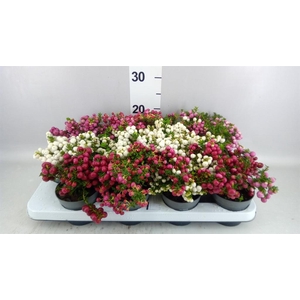 Gaultheria