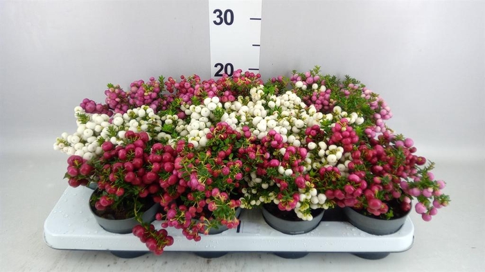 <h4>Gaultheria</h4>