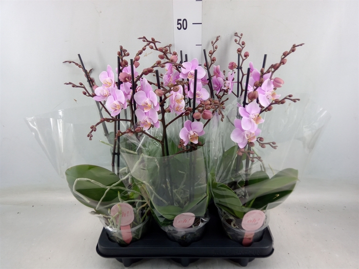 <h4>Phalaenopsis multi. 'Beaution'</h4>