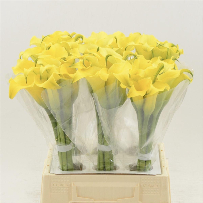 <h4>Calla Monte Carlo</h4>