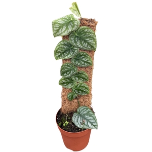 Monstera Dubia