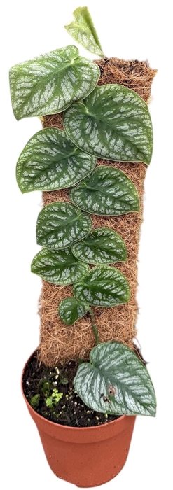 <h4>Monstera Dubia</h4>