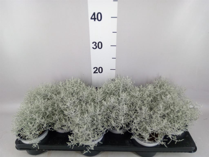 <h4>Leucophyta brownii</h4>