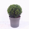 Euonymus japonicus Green Spire