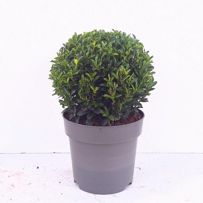<h4>Euonymus japonicus Green Spire</h4>