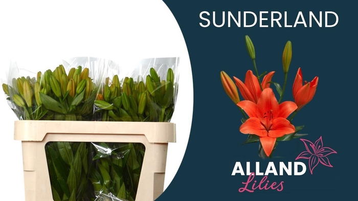 <h4>LI LA SUNDERLAND</h4>