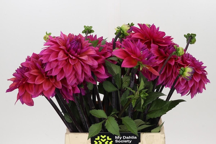 <h4>Dahlia Feline Yvonne</h4>