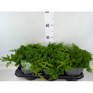 Juniperus procumbens 'Nana'