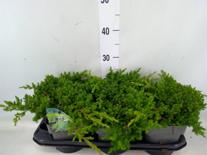 <h4>Juniperus procumbens 'Nana'</h4>