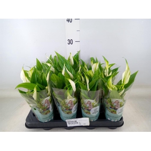 Spathiphyllum  'Pearl Cupido'