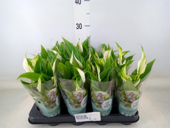 <h4>Spathiphyllum  'Pearl Cupido'</h4>