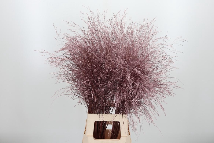 <h4>Panicum Kl Bh Roze Goud</h4>