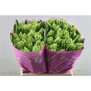 Hyac Top White Zwaar