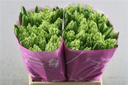 <h4>Hyac Top White Zwaar</h4>