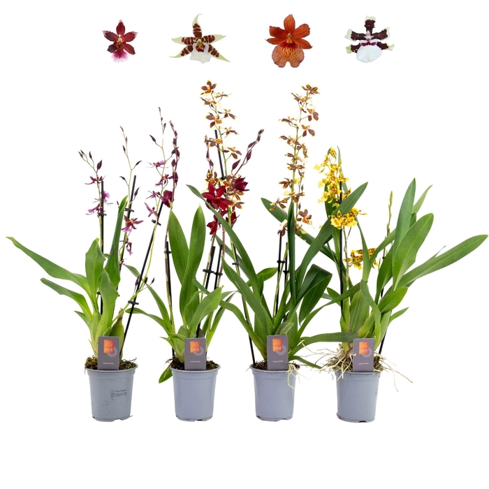 <h4>Inca Orchid mix 3 spike 9cm</h4>