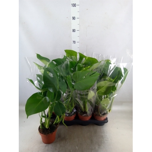 Monstera delic.