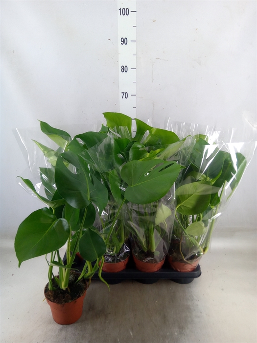 <h4>Monstera delic.</h4>