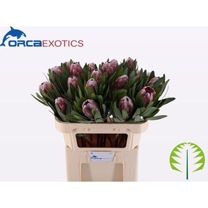 PROTEA PINK ICE