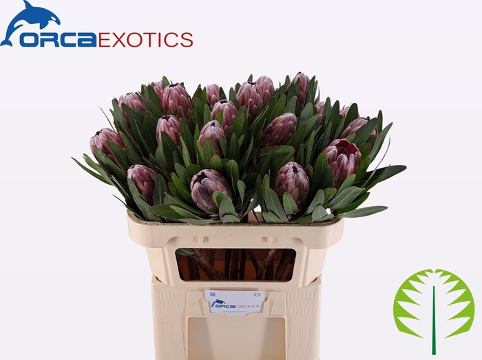 <h4>PROTEA PINK ICE</h4>