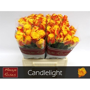 R Gr Candlelight
