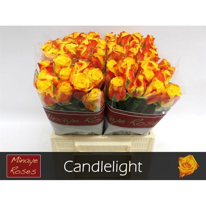 <h4>R Gr Candlelight</h4>