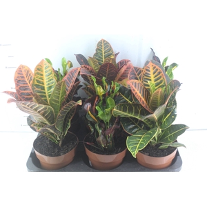 CROTON HIBRIDO VARIADO P17