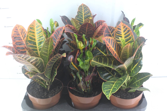 <h4>CROTON HIBRIDO VARIADO P17</h4>
