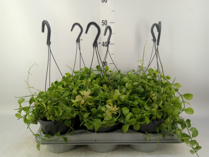 <h4>Dischidia pectenoides</h4>