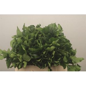 Hedera Extra Per Pak