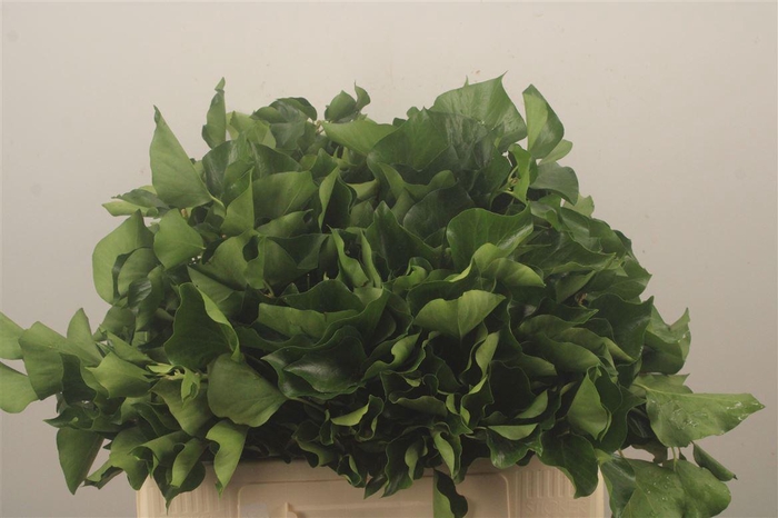 <h4>Hedera Extra Per Pak</h4>