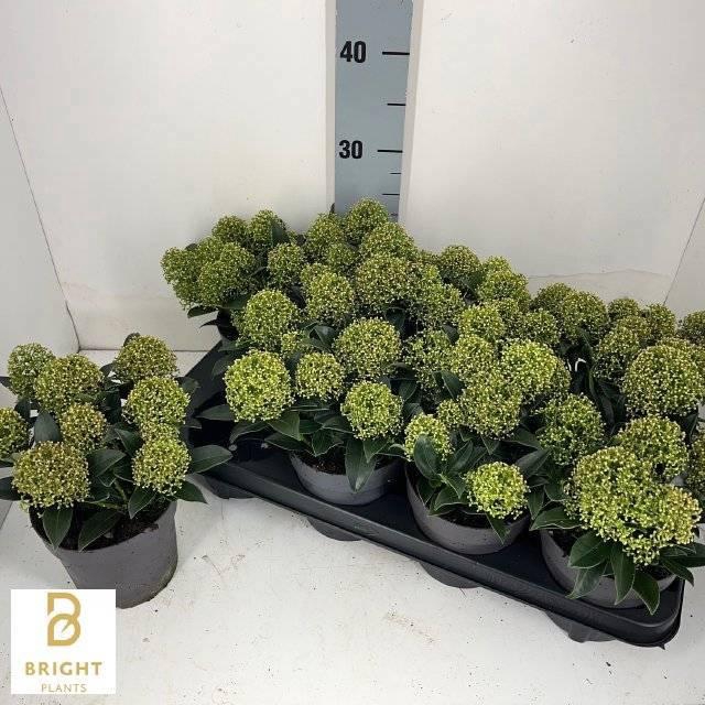 <h4>SKIM J WHITE DWARF</h4>